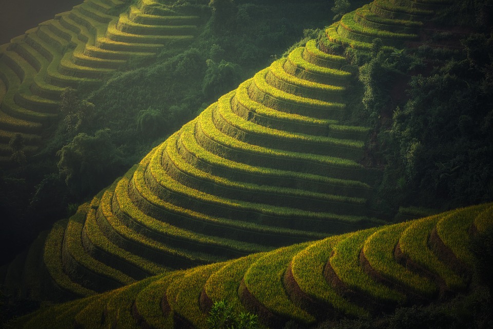 rizière de Thailande